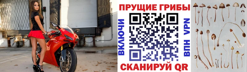 Псилоцибиновые грибы Cubensis  Сочи 